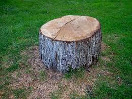 Best Fruit Tree Pruning  in Fultonde, AL