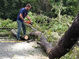 Professional Tree Services in Fultondale, AL