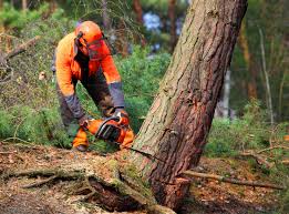 Best Lawn Drainage Solutions  in Fultonde, AL