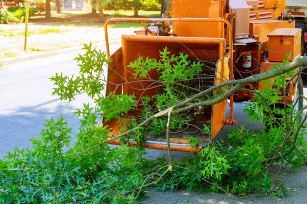 Best Palm Tree Trimming  in Fultonde, AL