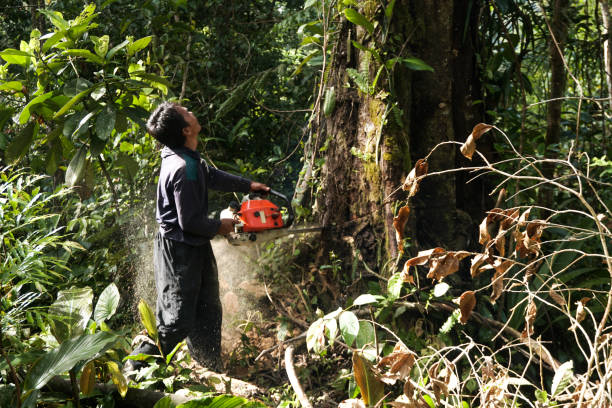 Best Tree Risk Assessment  in Fultonde, AL