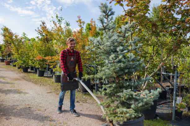 How Our Tree Care Process Works  in  Fultondale, AL